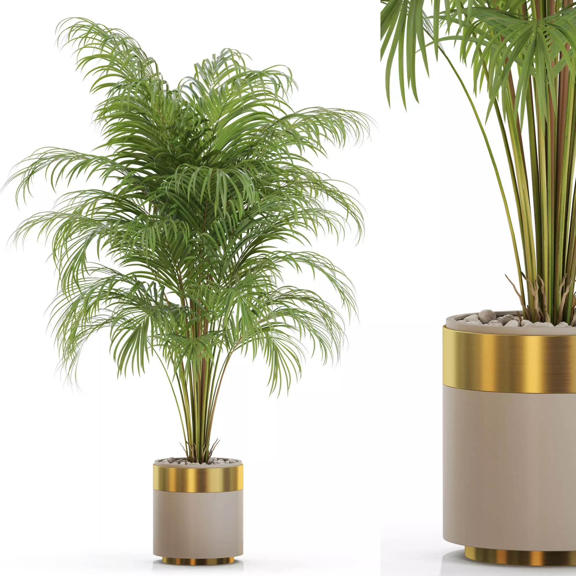 Plants collection 647 3D model