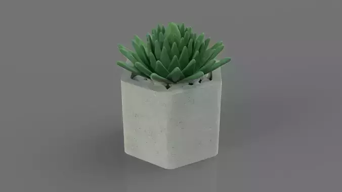 Succulent in a pot