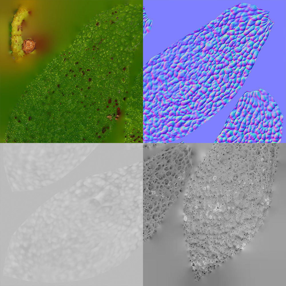 Avocado 3D model_11