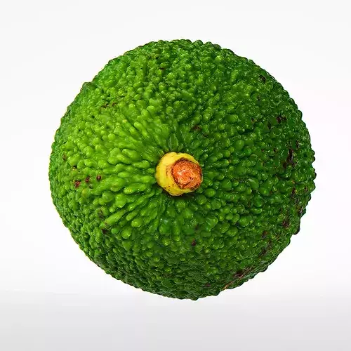Avocado 3D model 7