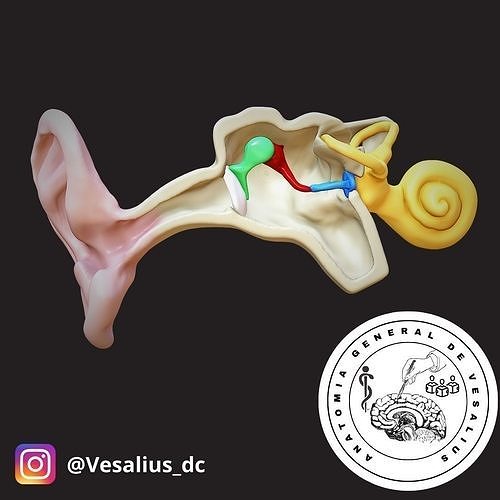 The auditory system 3D print model