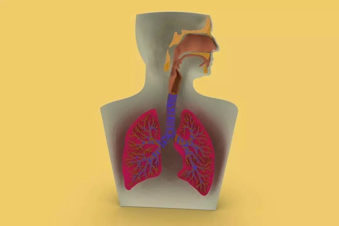 LUNG RESPIRATORY SYSTEM CROSS SECTION ANATOMY 3D model