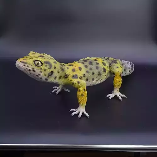 Leopard Gecko Female  Eublepharis macularius STL 3D print model  3D print model