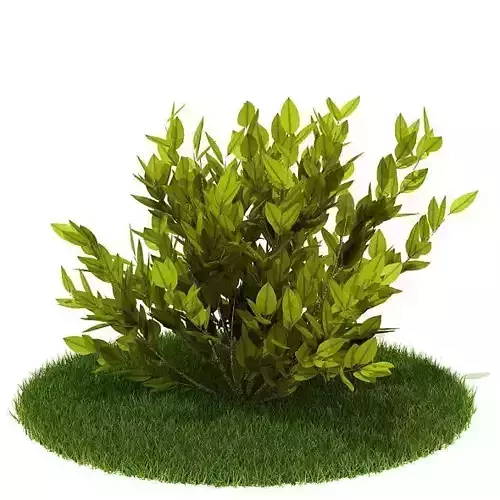 Plant Interior Shurb