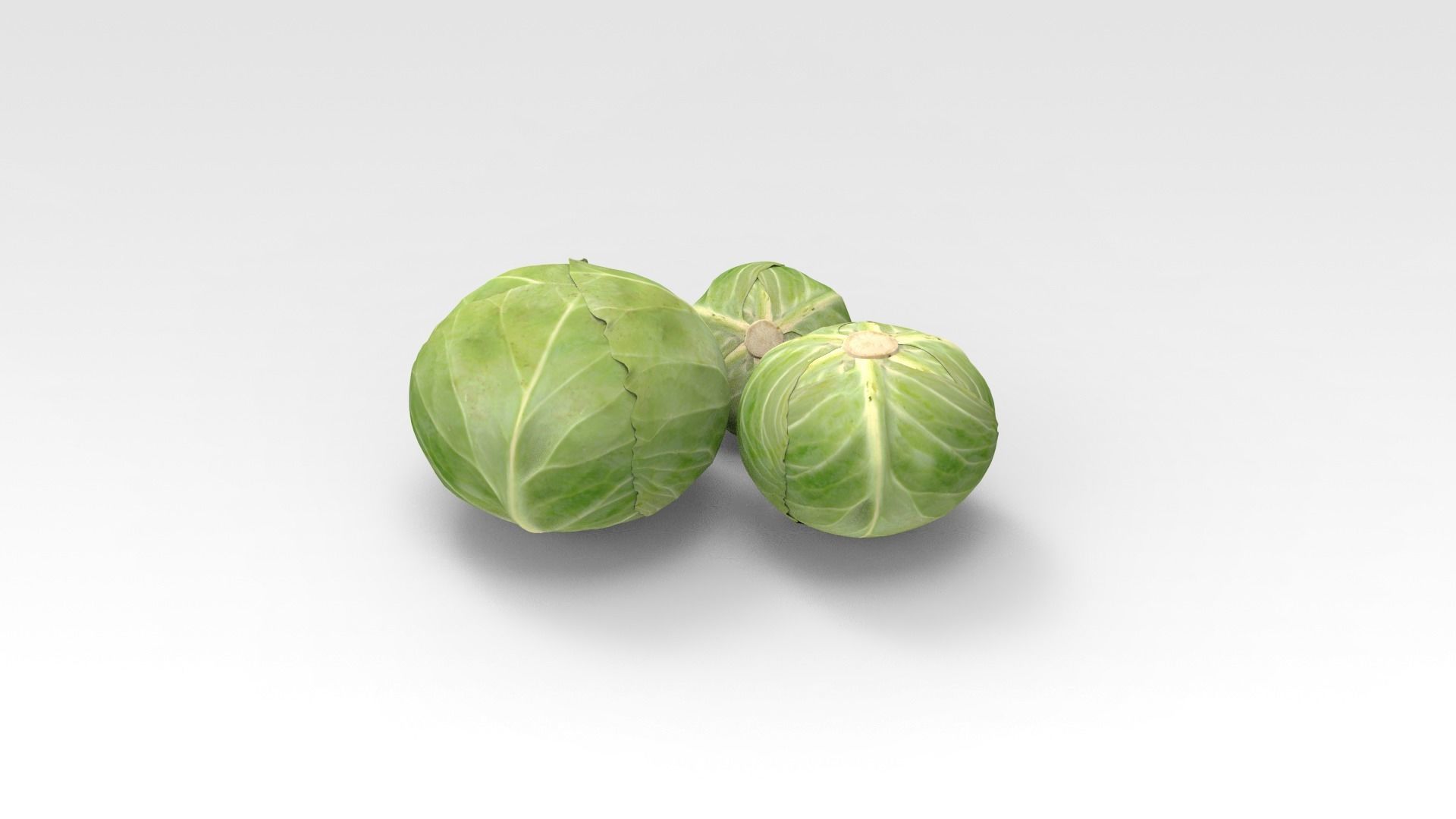Cabbage three brussels sprouts 3D model_4