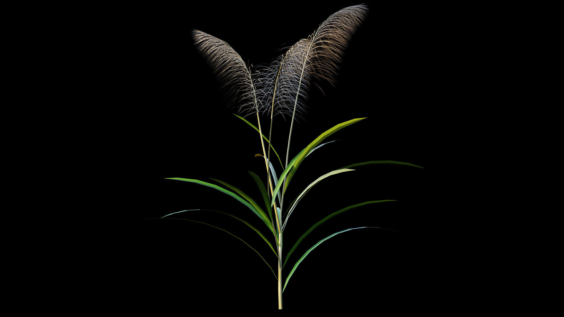 Reed grass 3D model_3