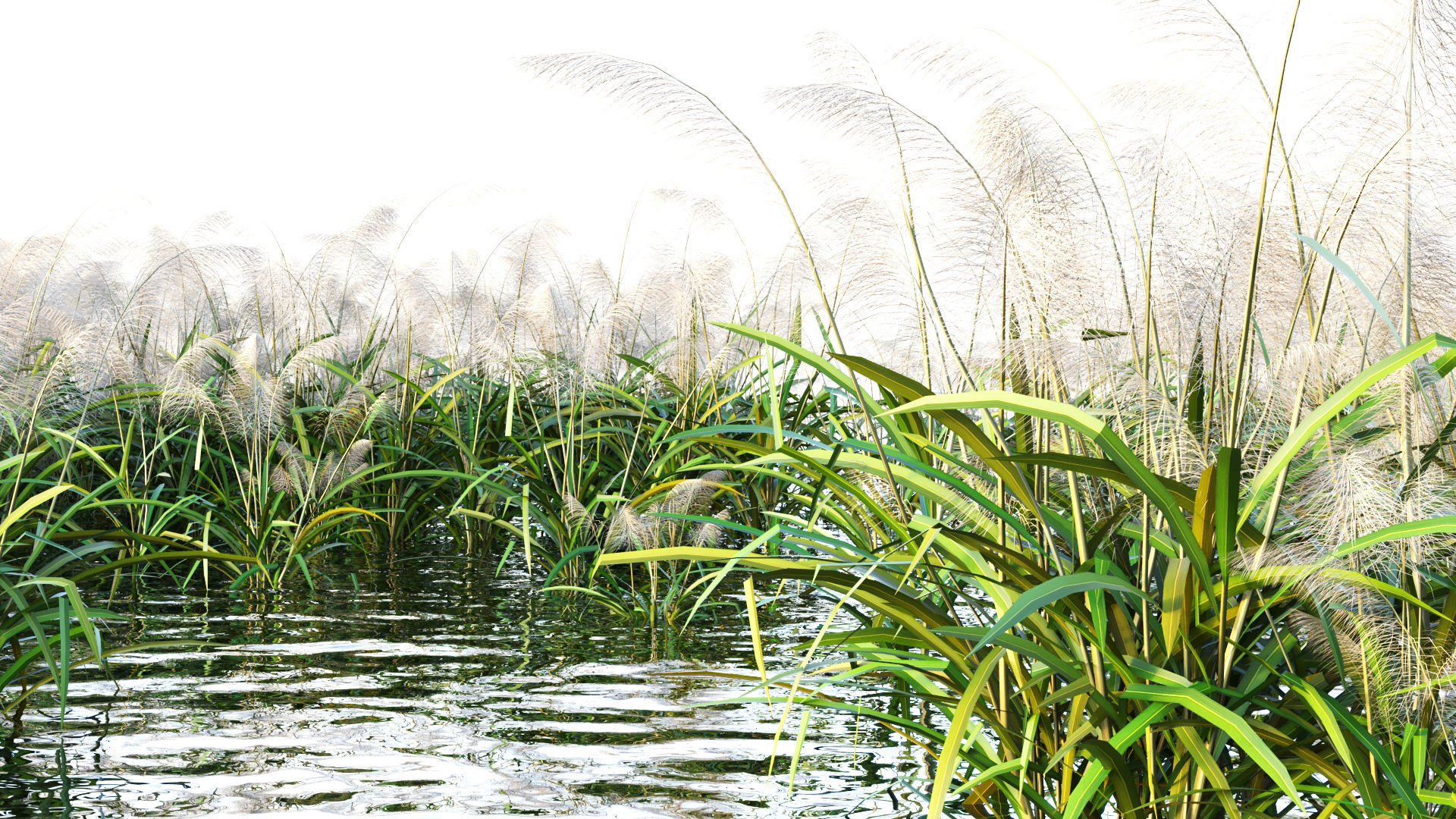 Reed grass 3D model_8