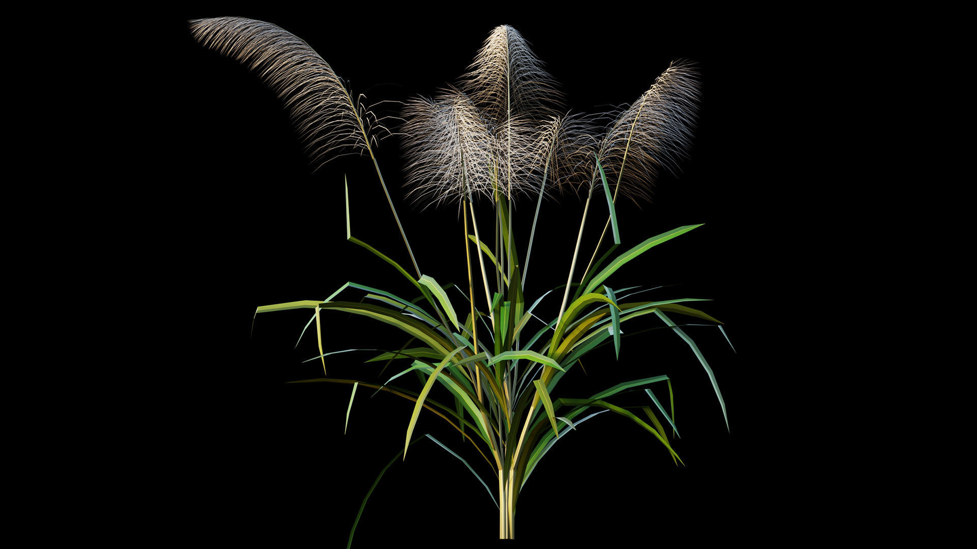 Reed grass 3D model_5