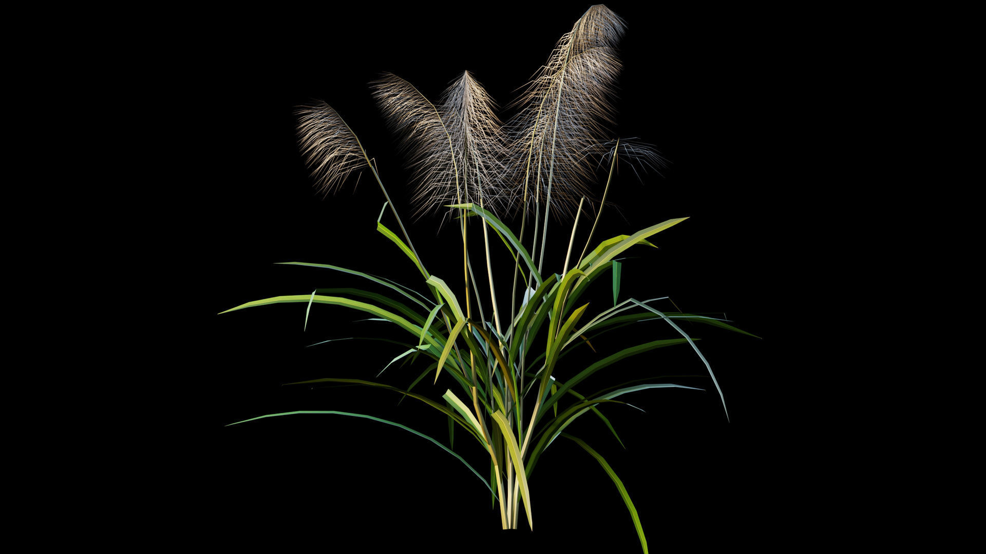 Reed grass 3D model_4