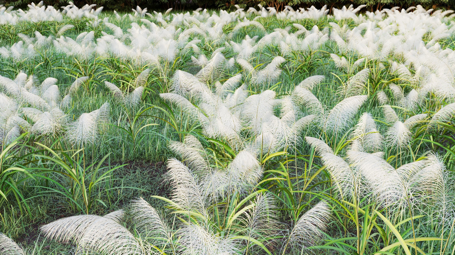 Reed grass 3D model_7