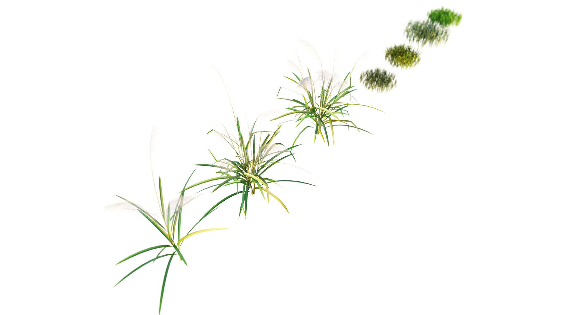 Reed grass 3D model_2