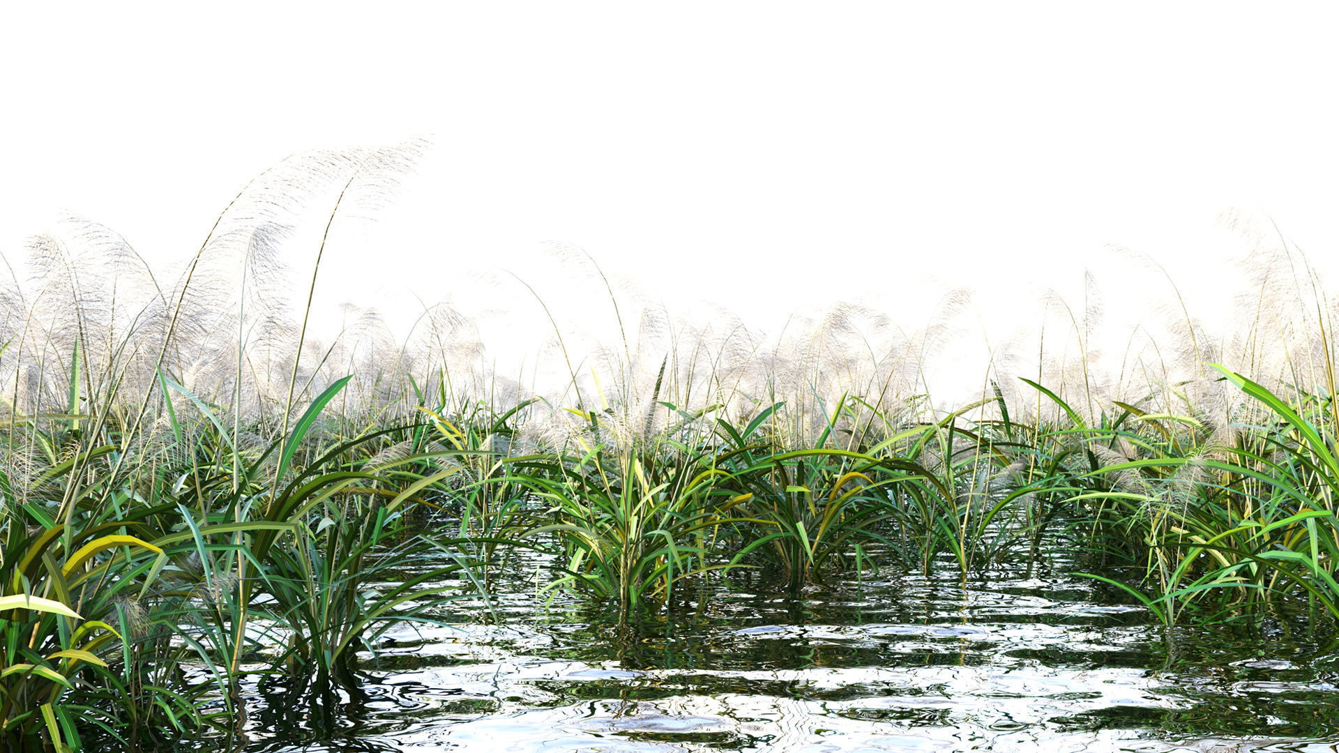 Reed grass 3D model_1