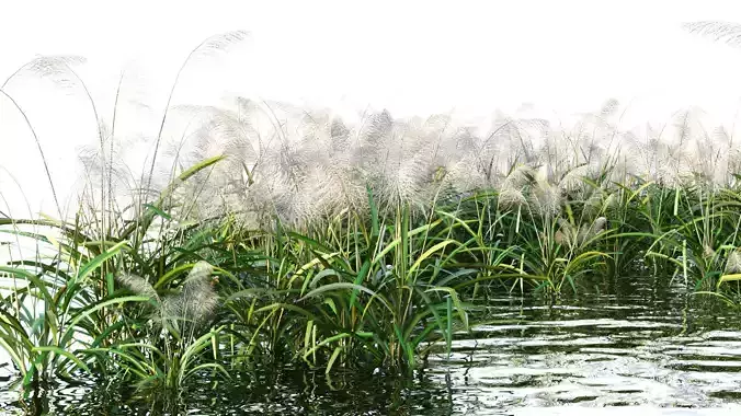 Reed grass 3D model