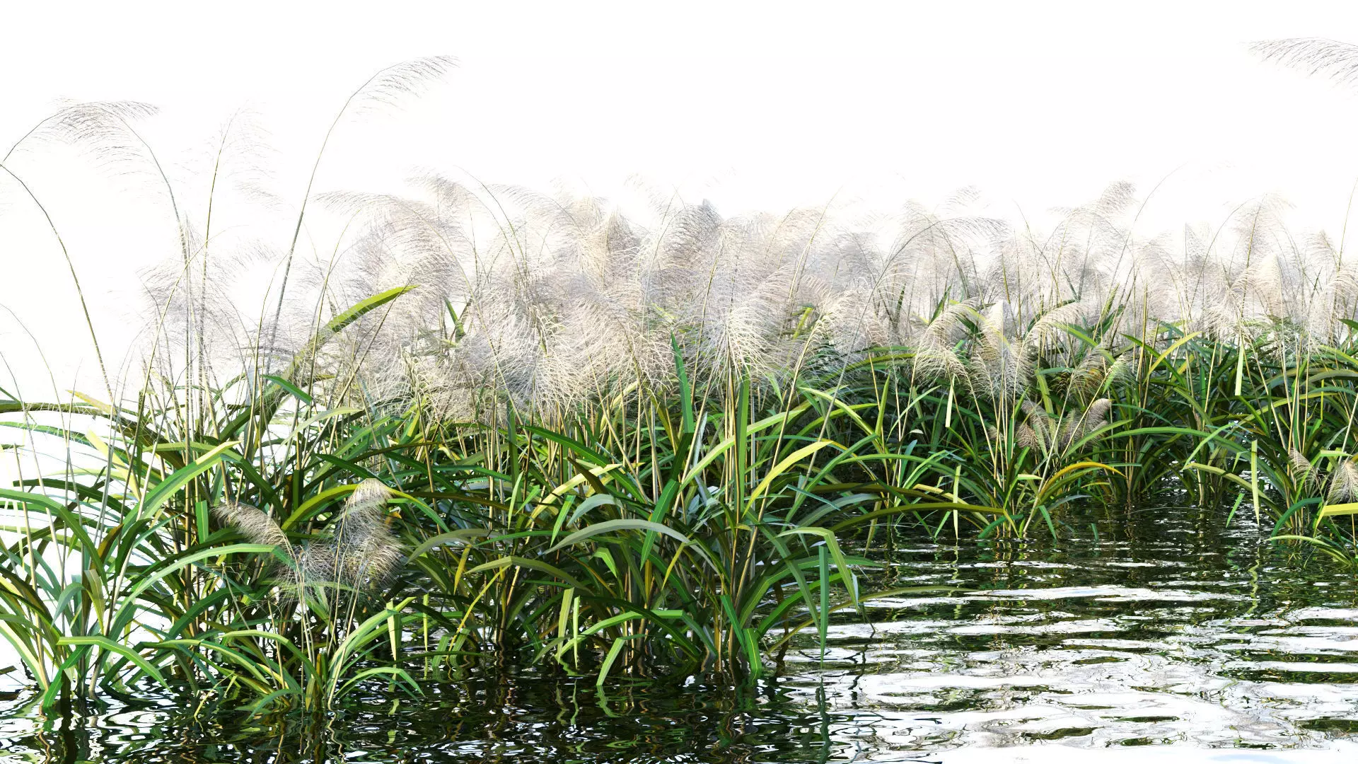 Reed grass 3D model_0