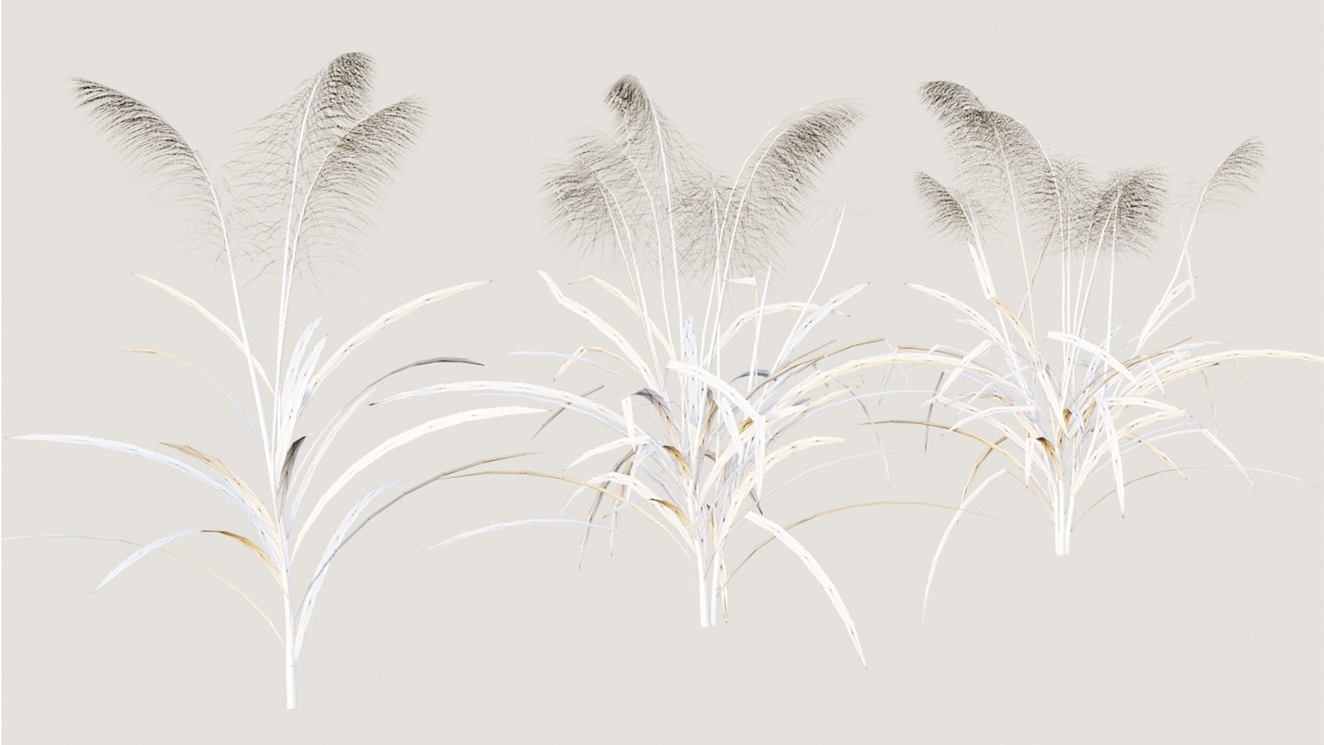 Reed grass 3D model_6