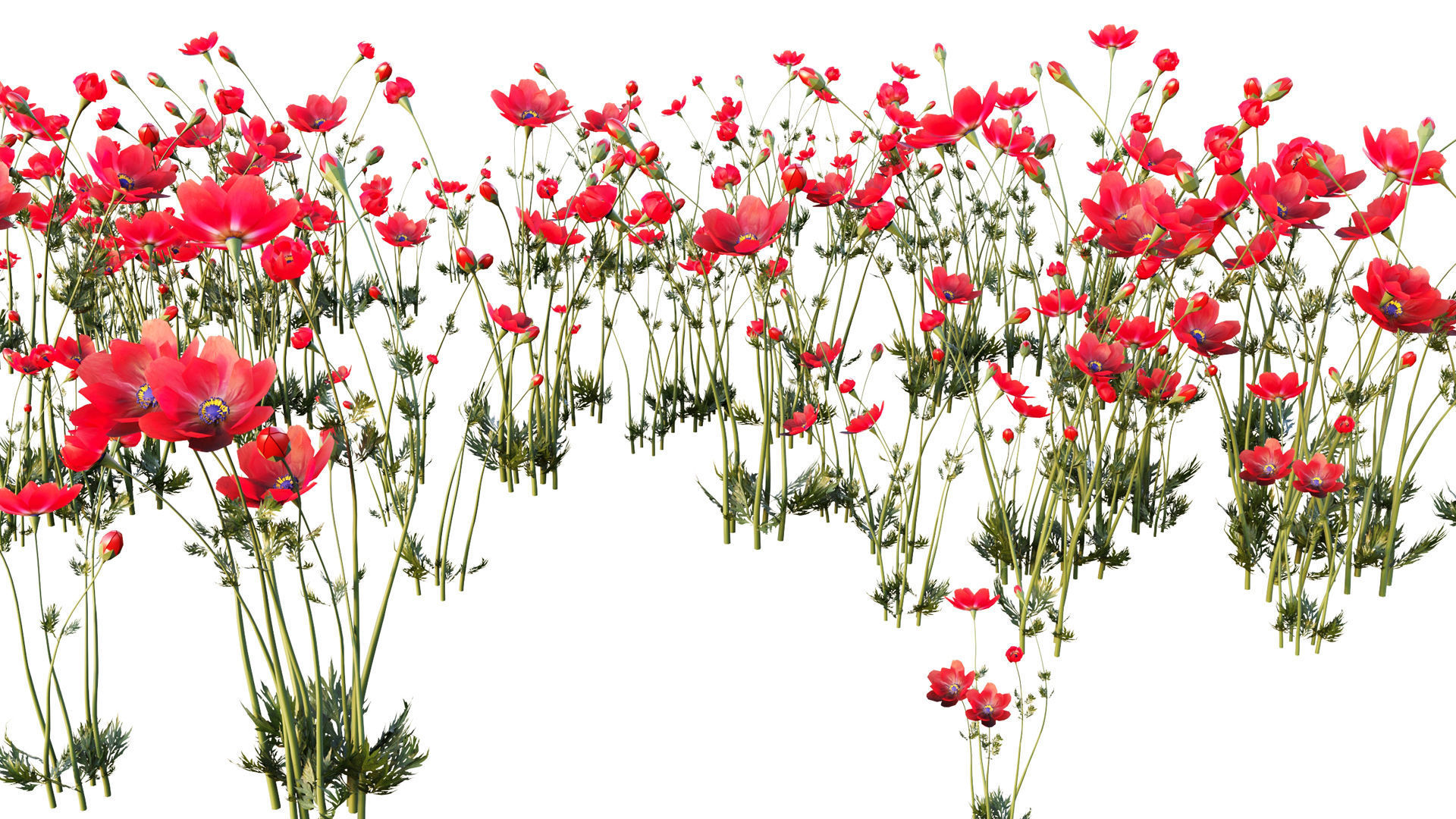 Crown-Anemone flowers 3D model_1