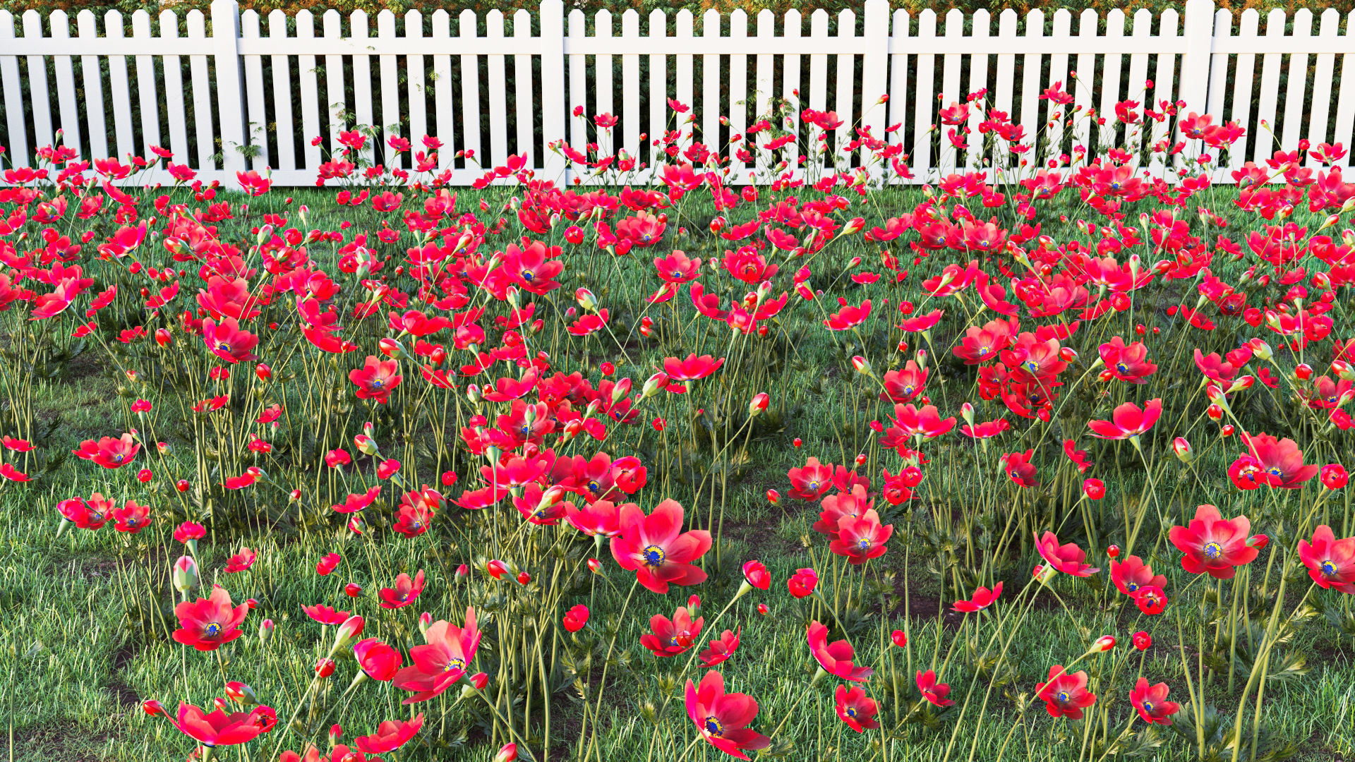 Crown-Anemone flowers 3D model_3