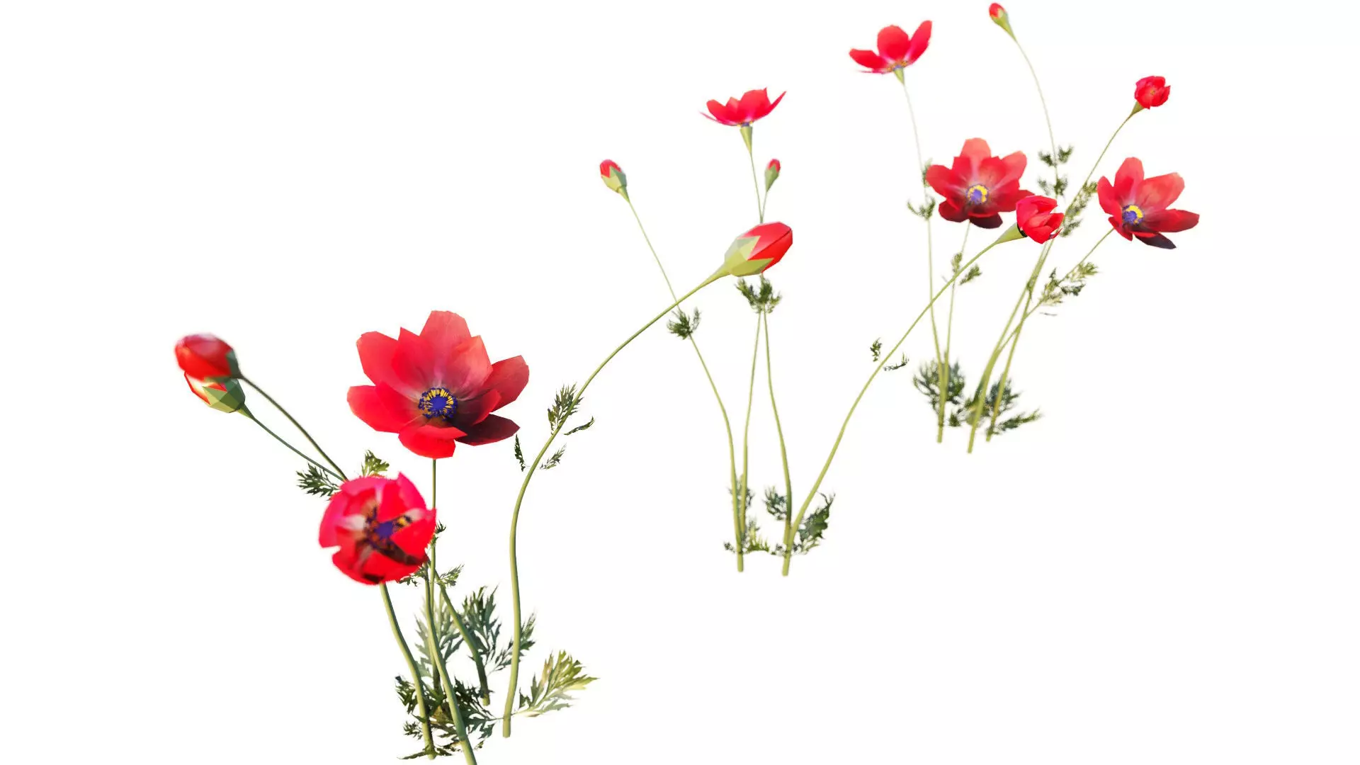Crown-Anemone flowers 3D model_0