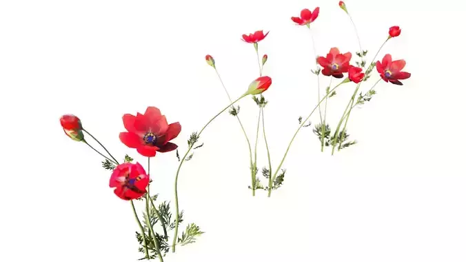 Crown-Anemone flowers