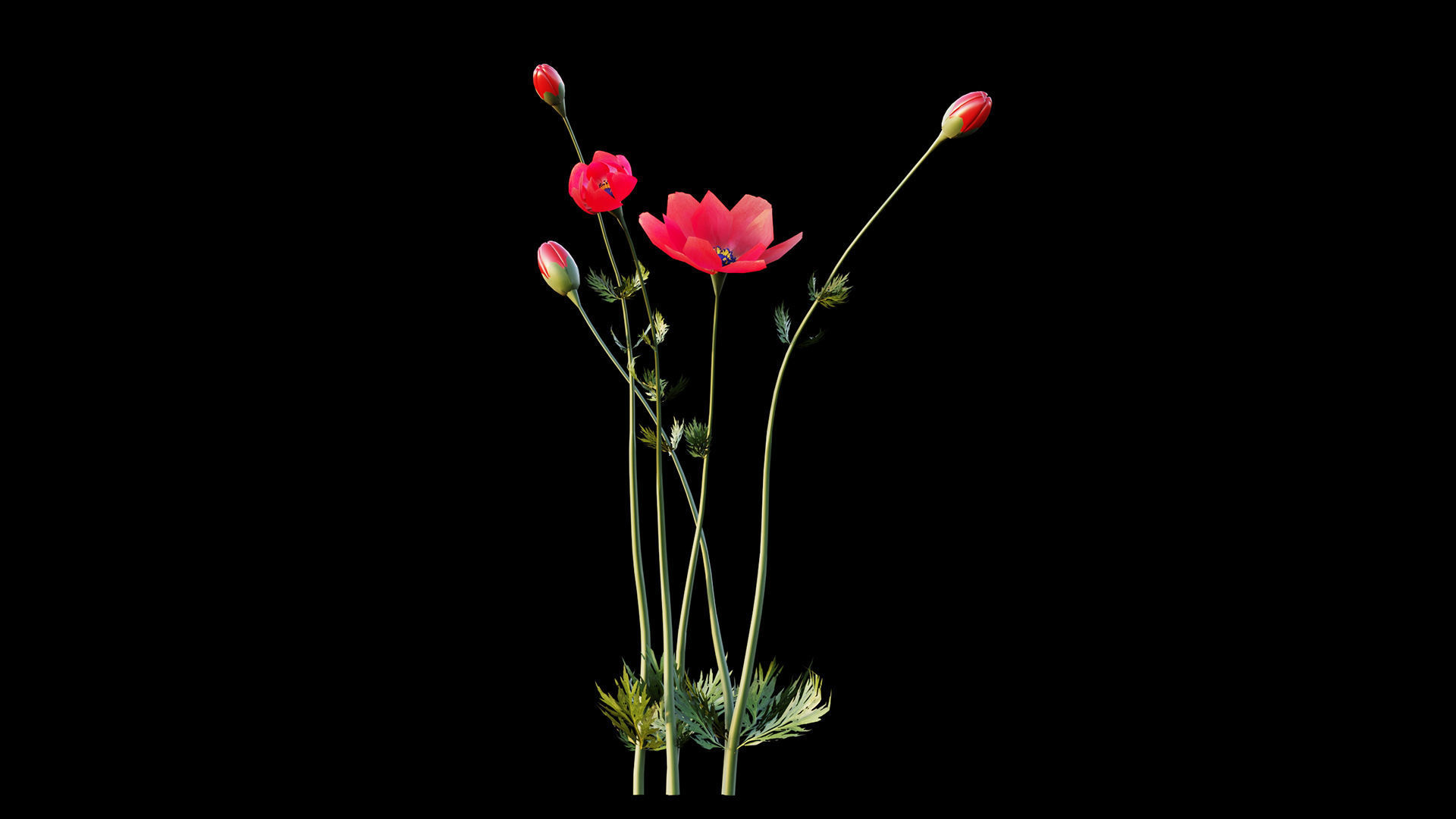 Crown-Anemone flowers 3D model_4