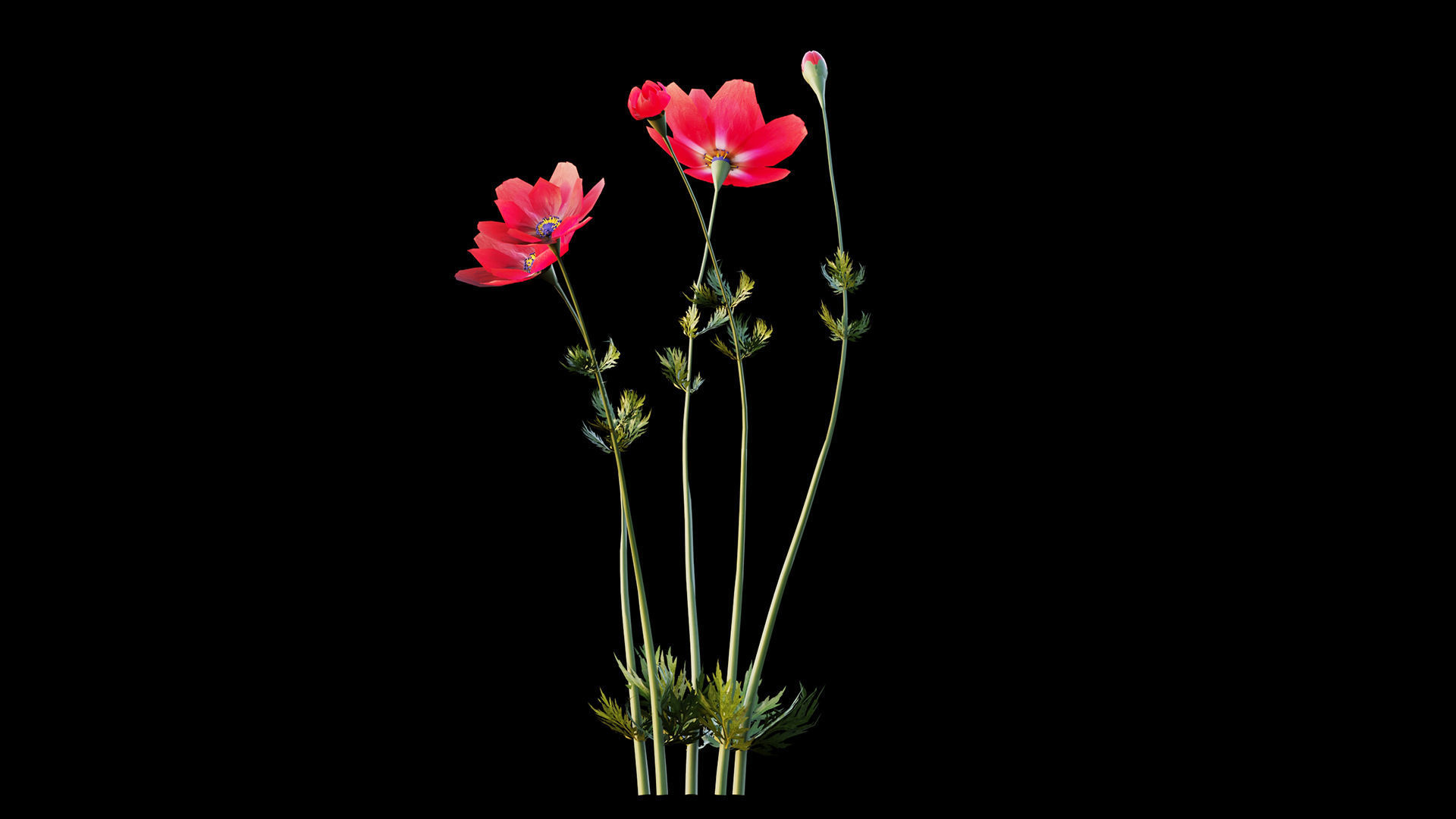 Crown-Anemone flowers 3D model_6