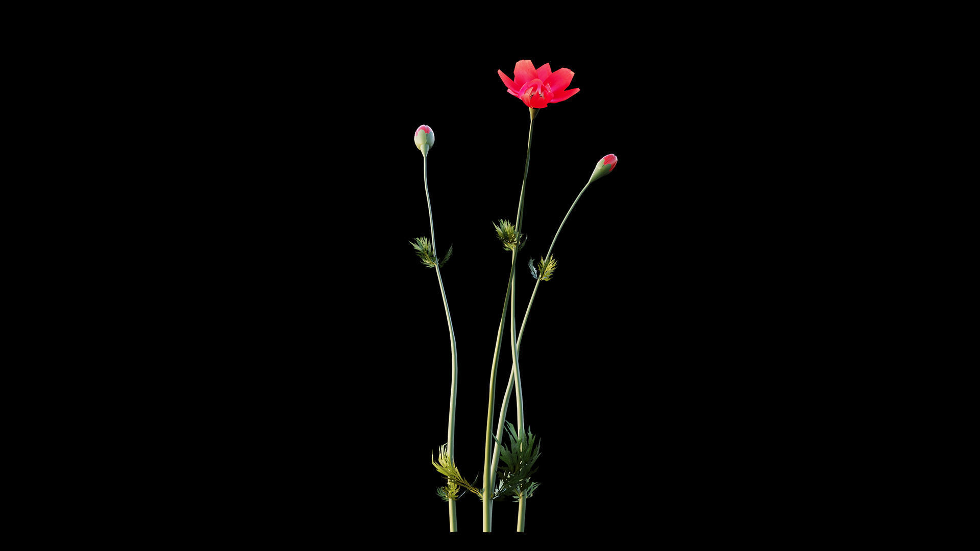 Crown-Anemone flowers 3D model_5