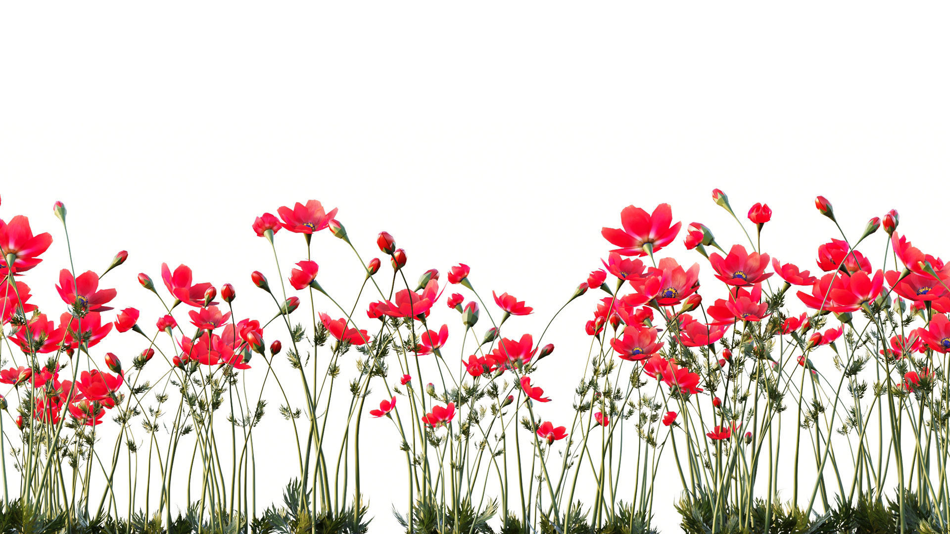 Crown-Anemone flowers 3D model_2