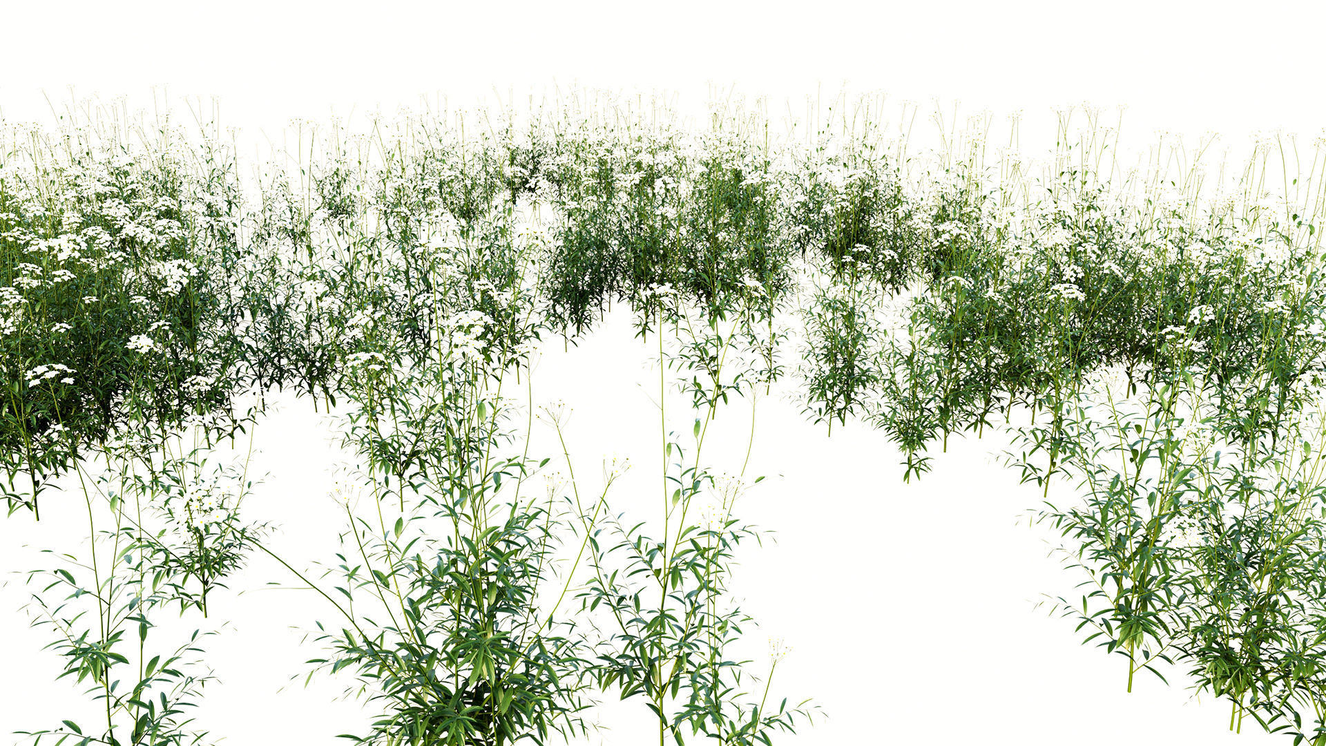 Cuckoo Flower 3D model_1