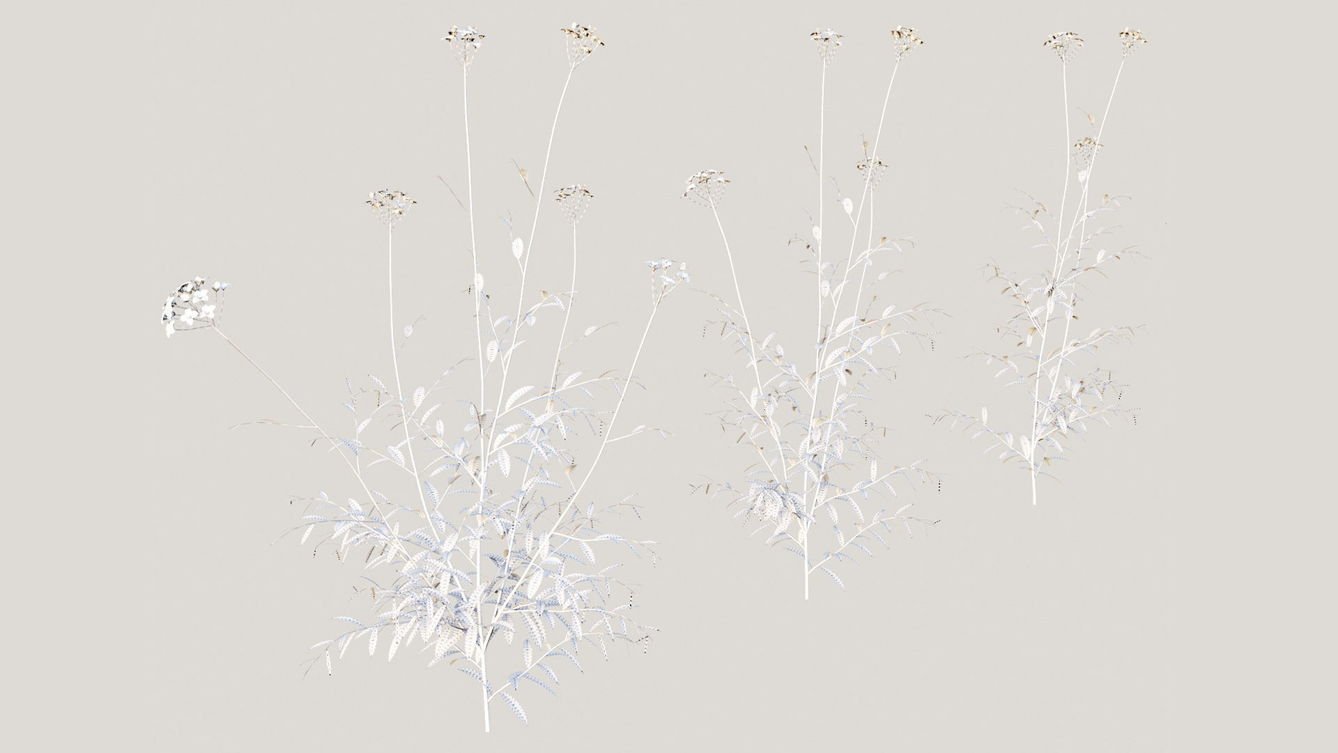 Cuckoo Flower 3D model_7