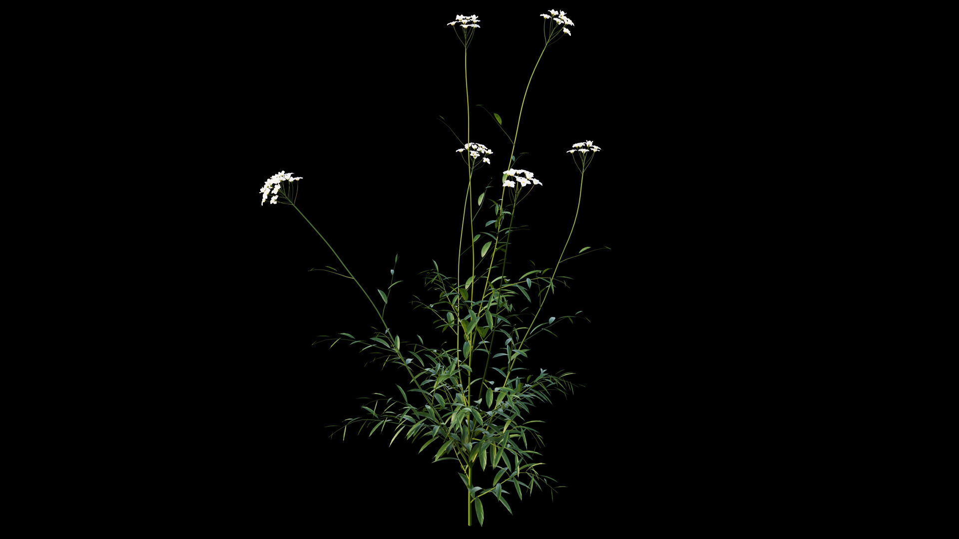 Cuckoo Flower 3D model_4