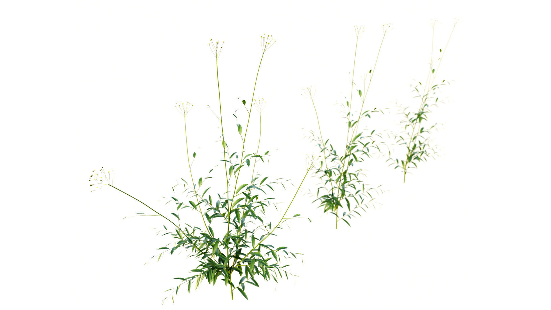 Cuckoo Flower 3D model_2