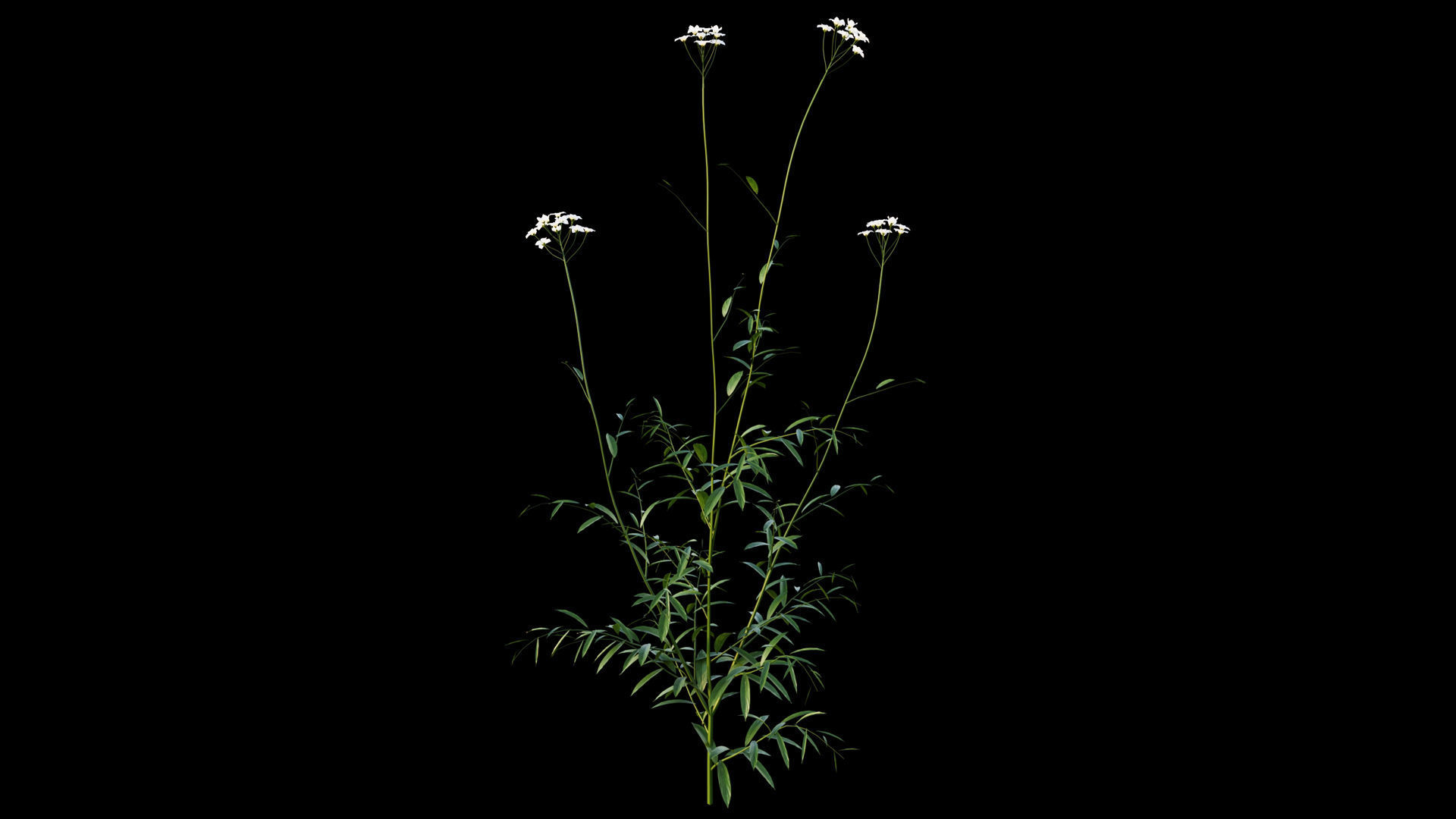 Cuckoo Flower 3D model_5