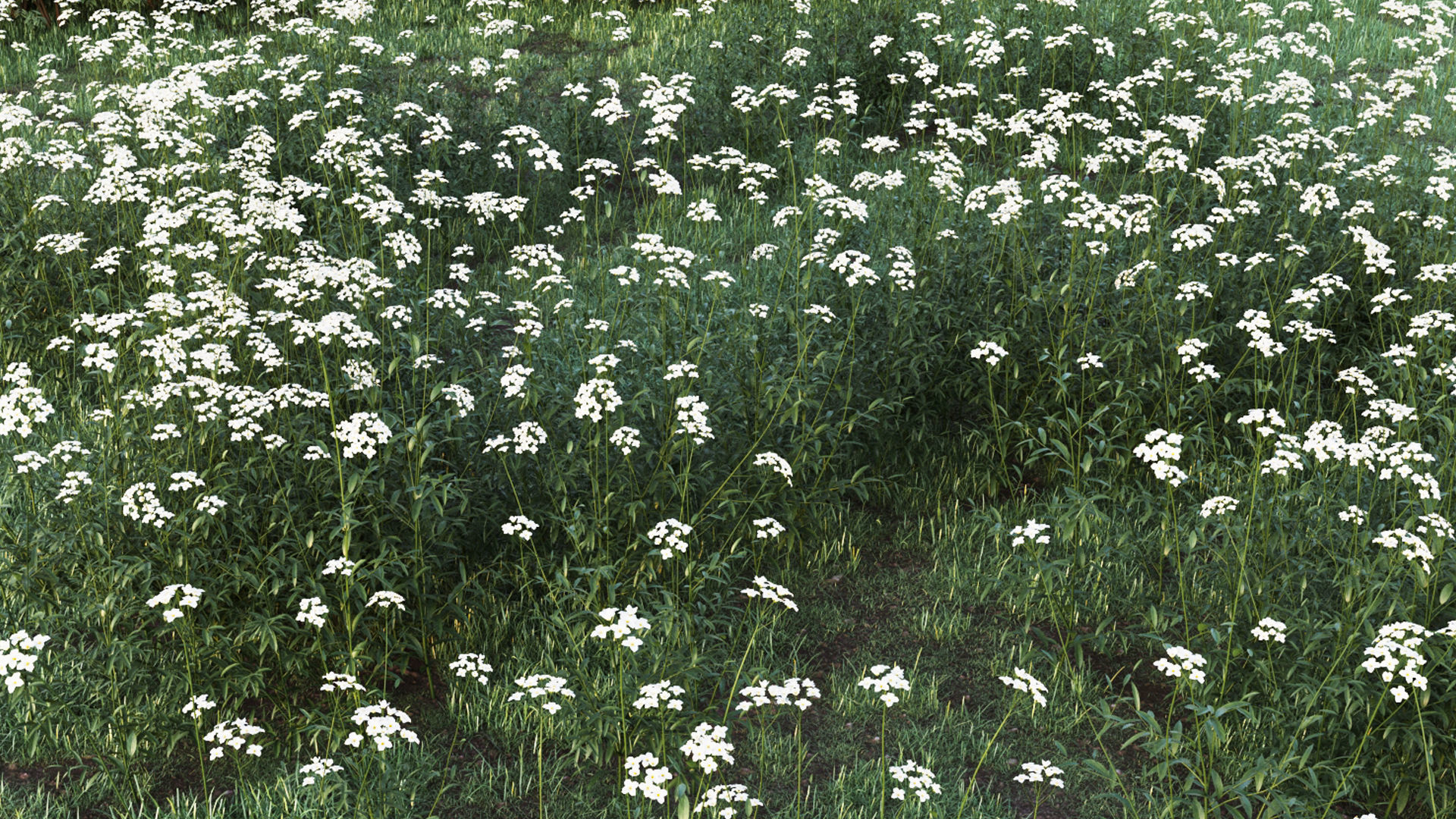 Cuckoo Flower 3D model_3