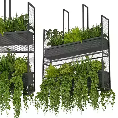 Collection plant vol 320- Indoor - ampelous - hanging 3D model