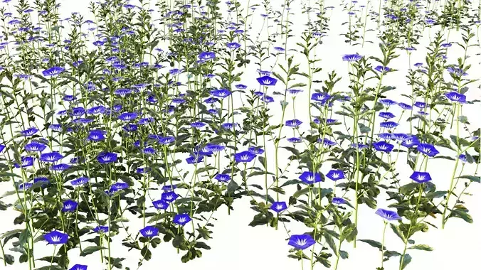 Dwarf-convolvulus flower