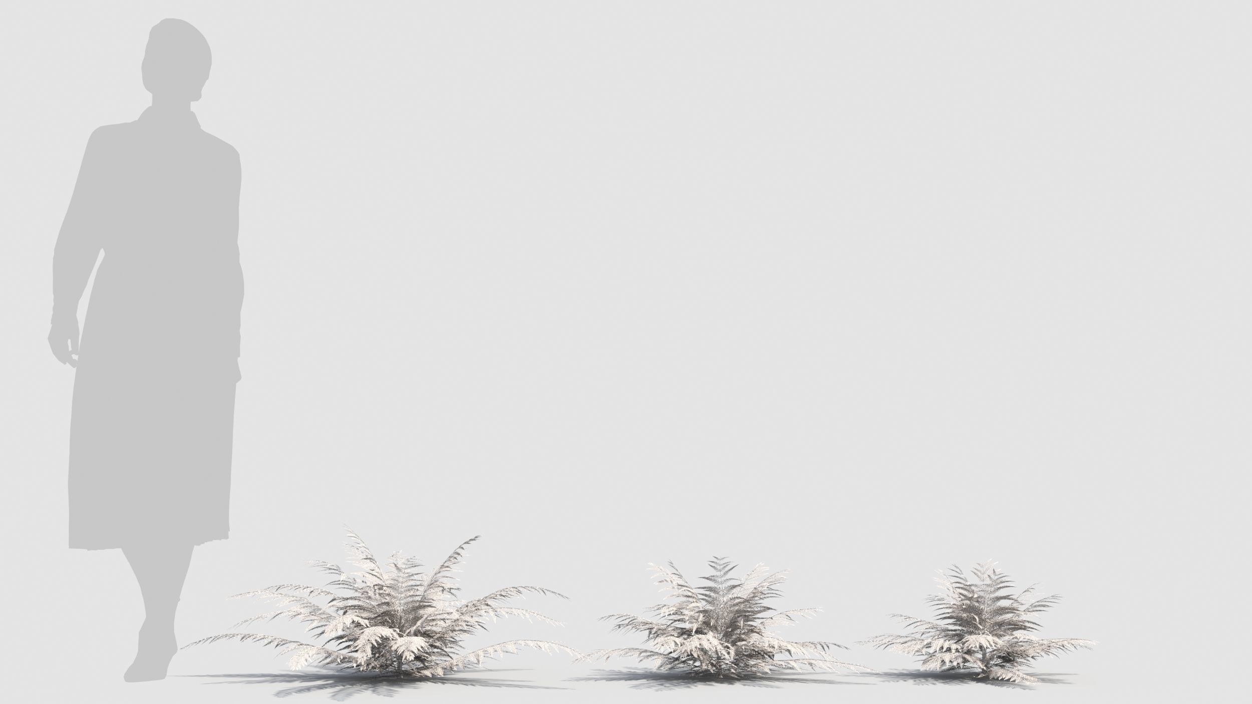 Fern plant 3D model_8