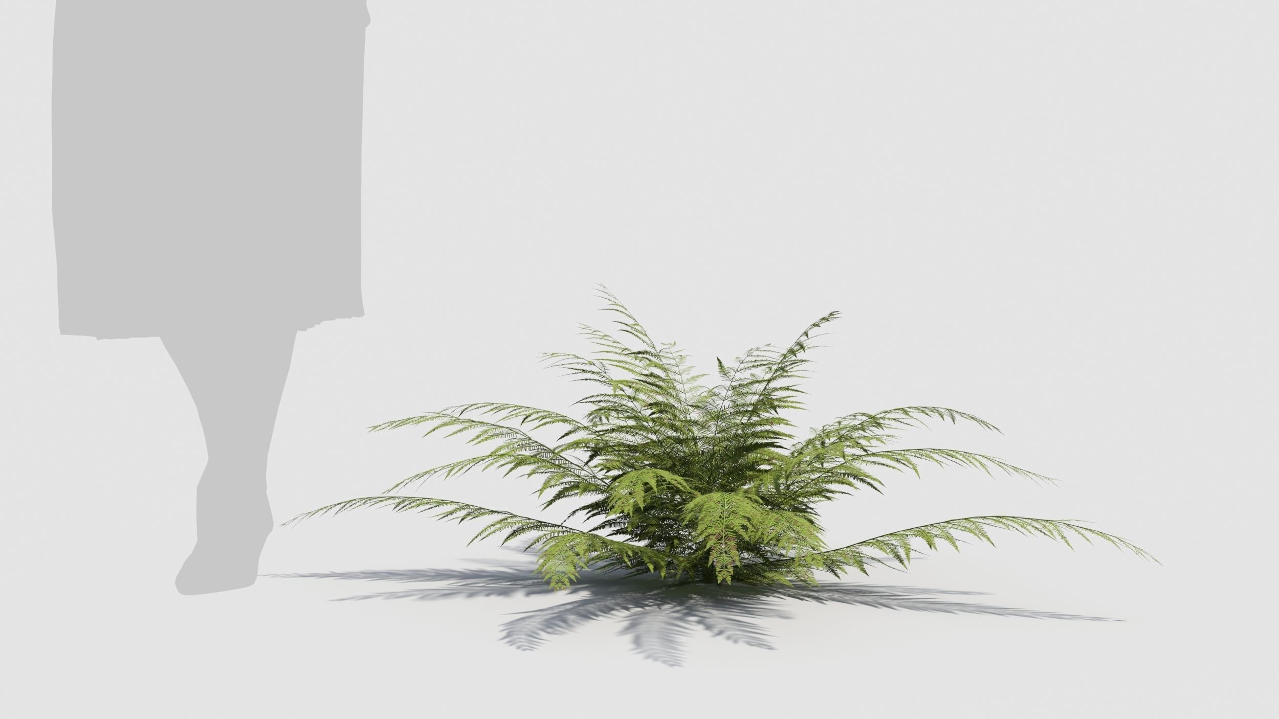 Fern plant 3D model_5