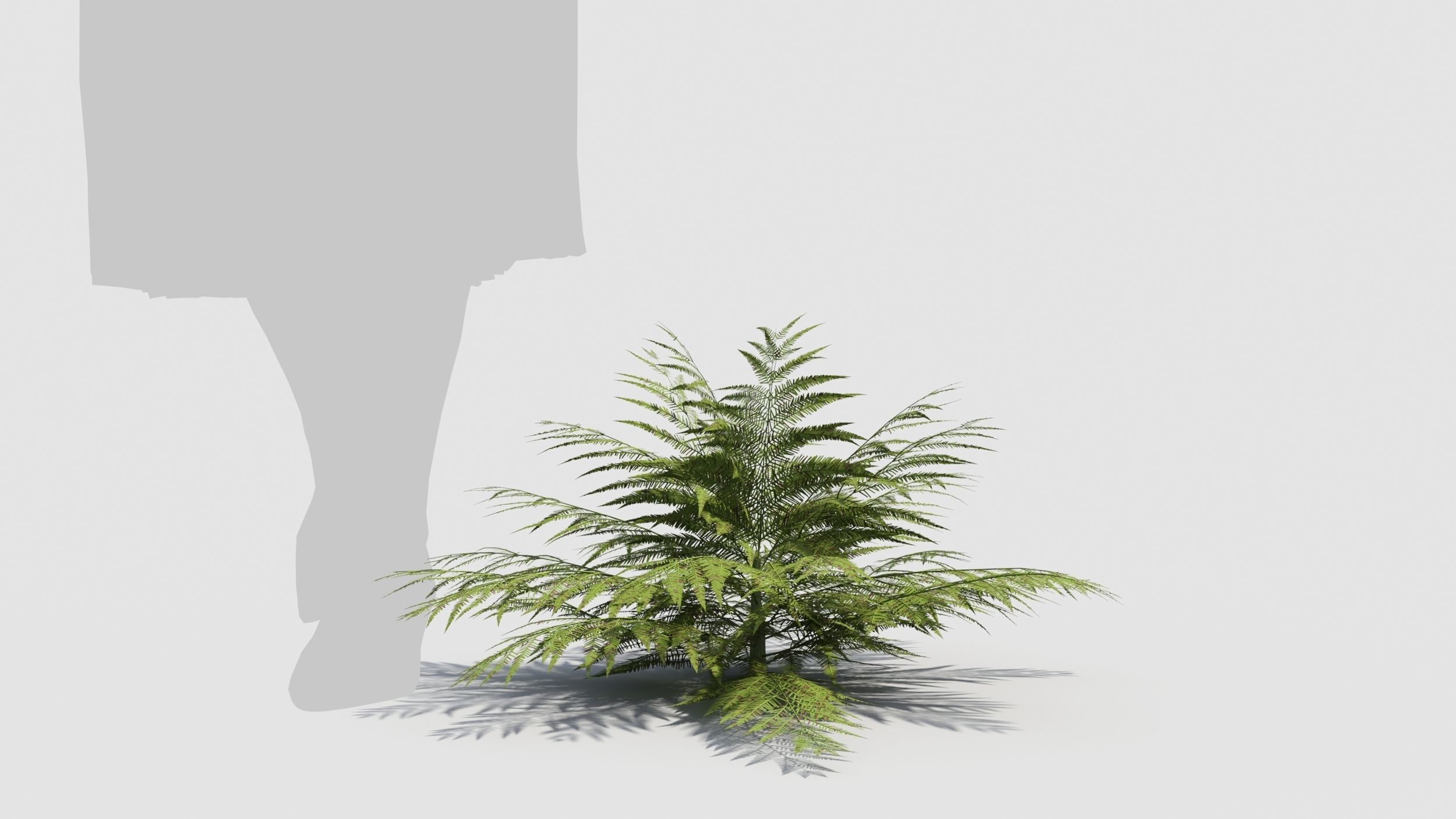 Fern plant 3D model_7