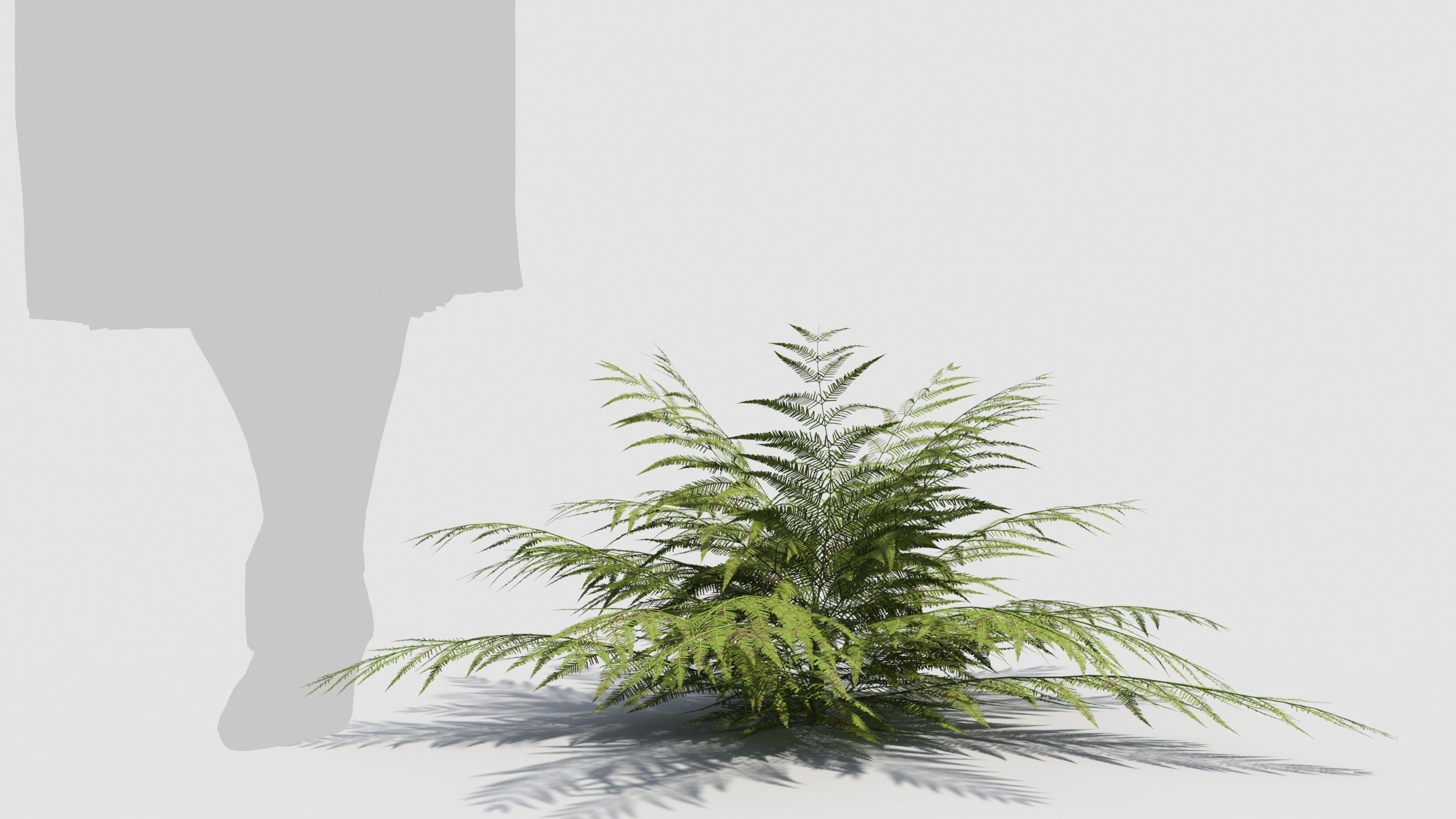 Fern plant 3D model_6
