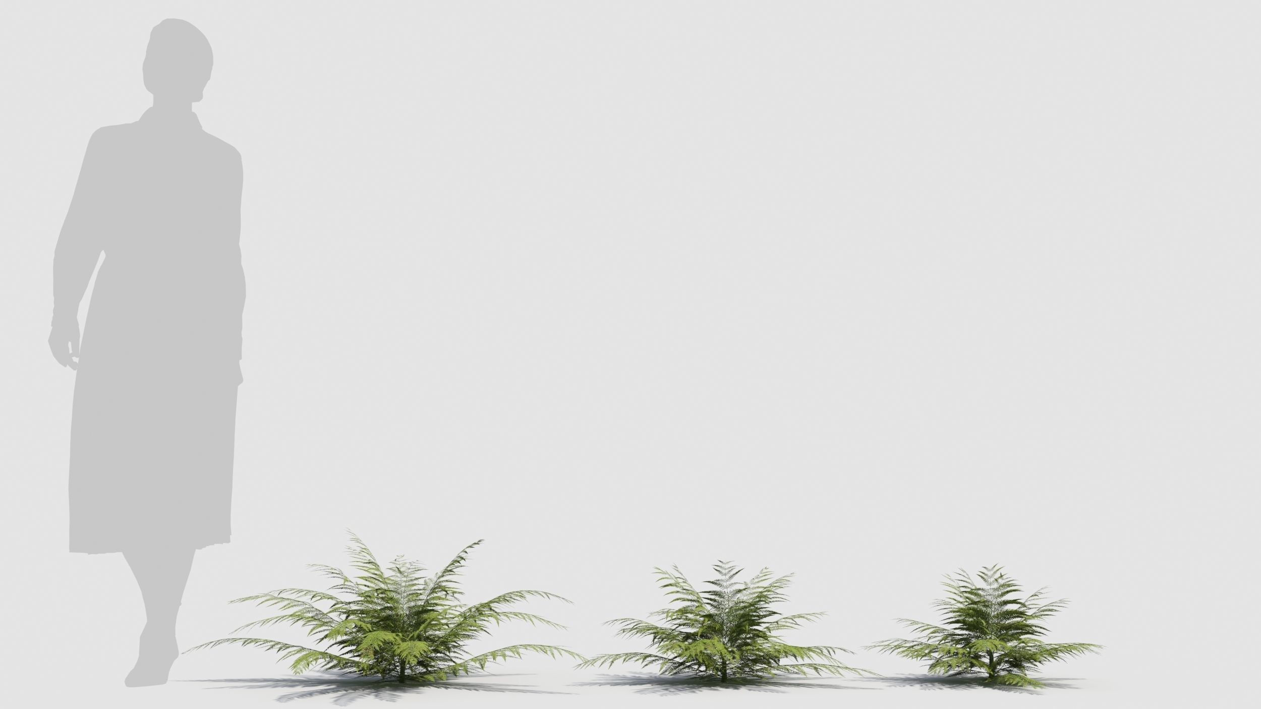 Fern plant 3D model_1