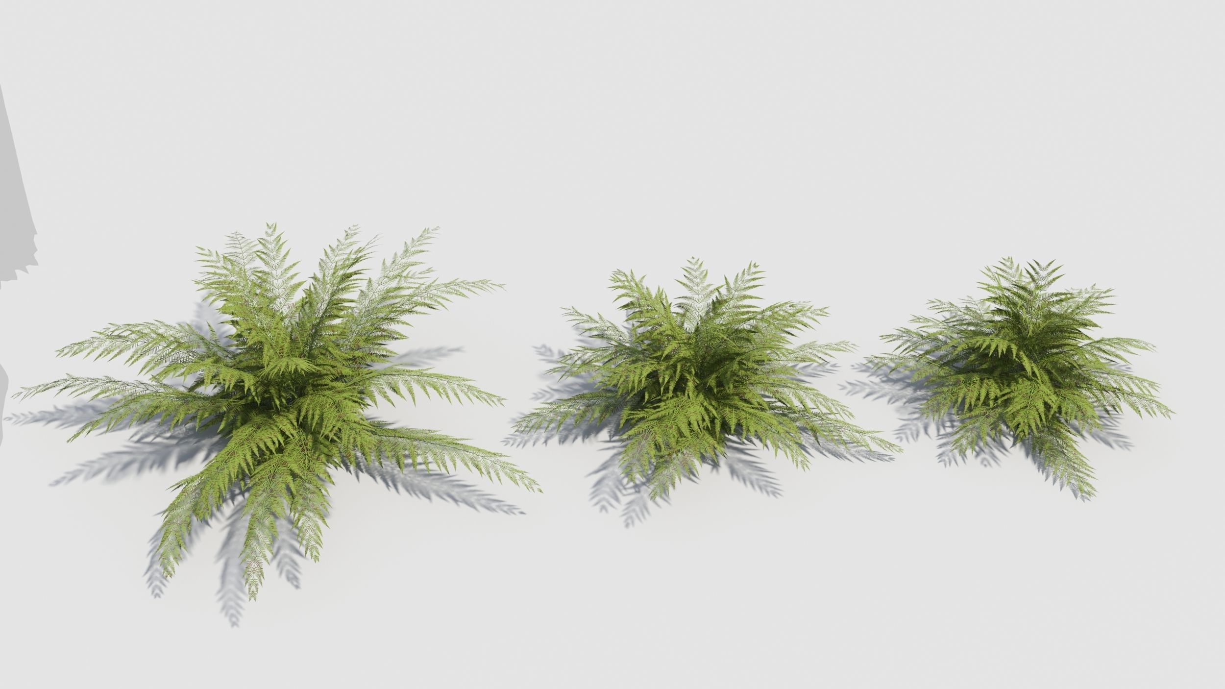 Fern plant 3D model_2