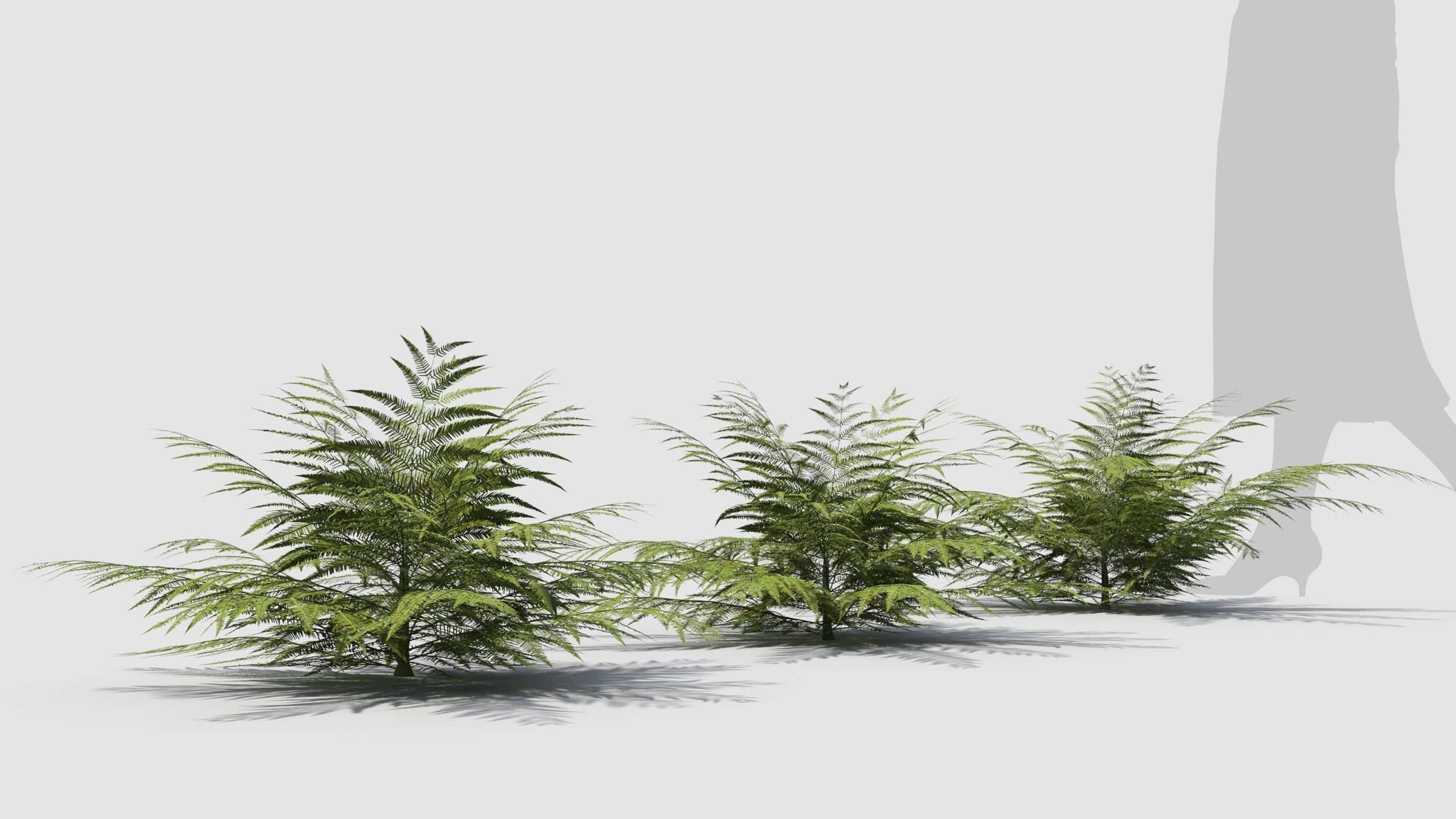 Fern plant 3D model_3