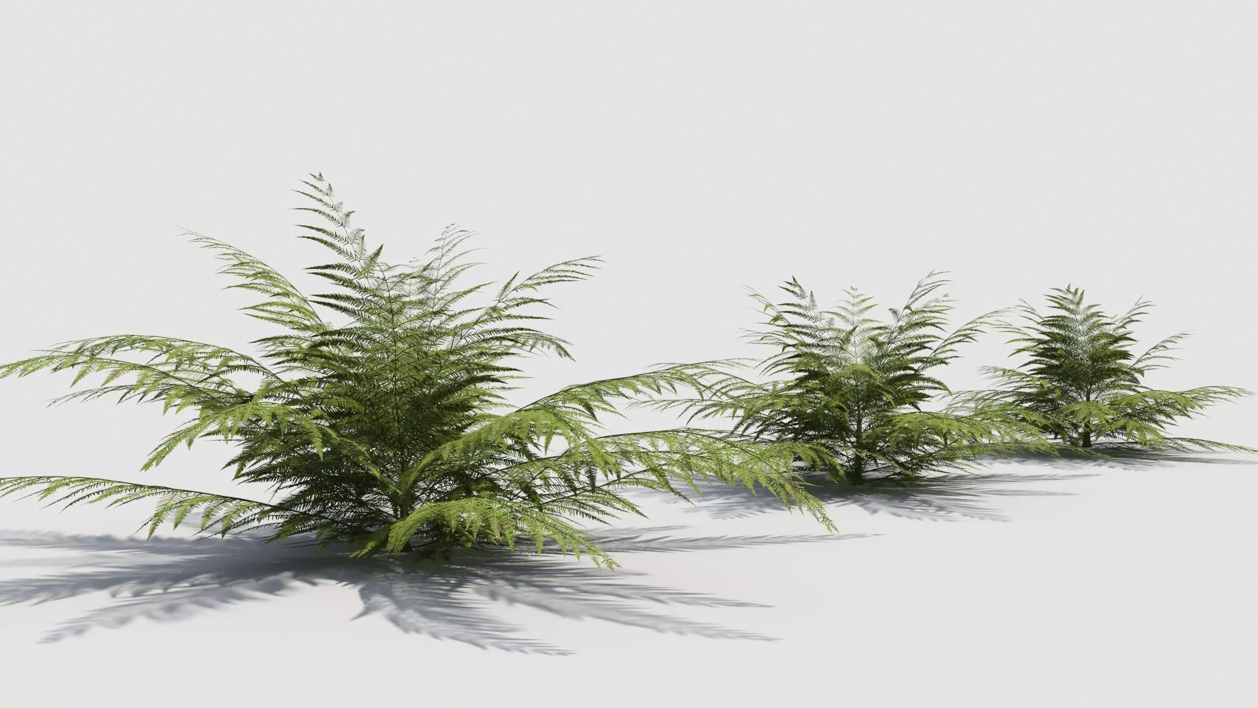 Fern plant 3D model_0