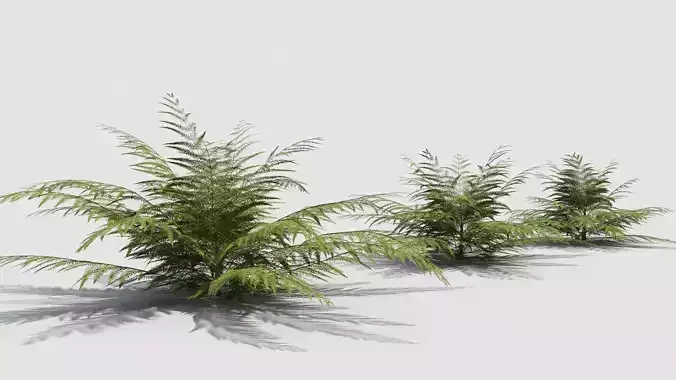 Fern plant