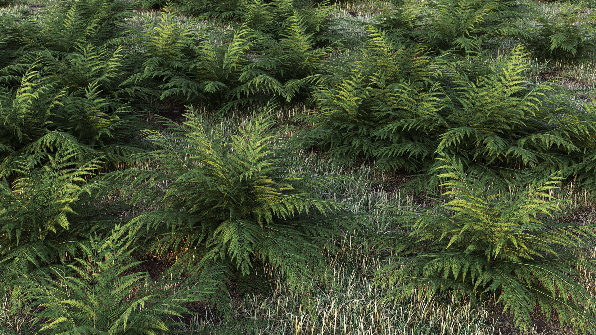 Fern plant 3D model_4