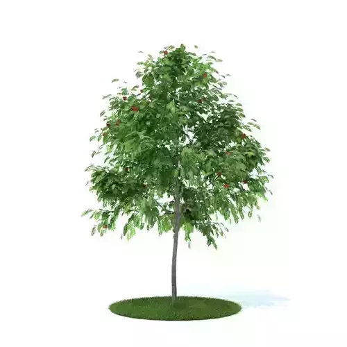 Fully Grown Tree With Red Flowers