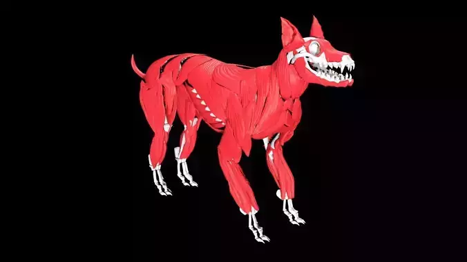 Dog Anatomy Low-poly 3D model