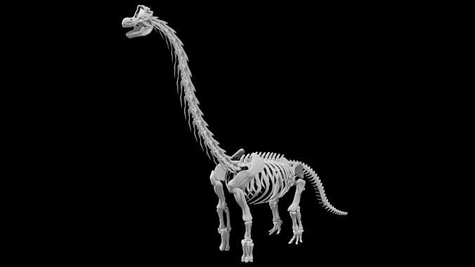 Brachiosaurus Skeleton Low-poly 3D model