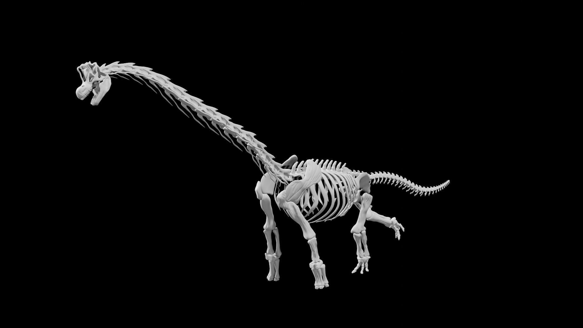 Brachiosaurus Skeleton Low-poly 3D model_2