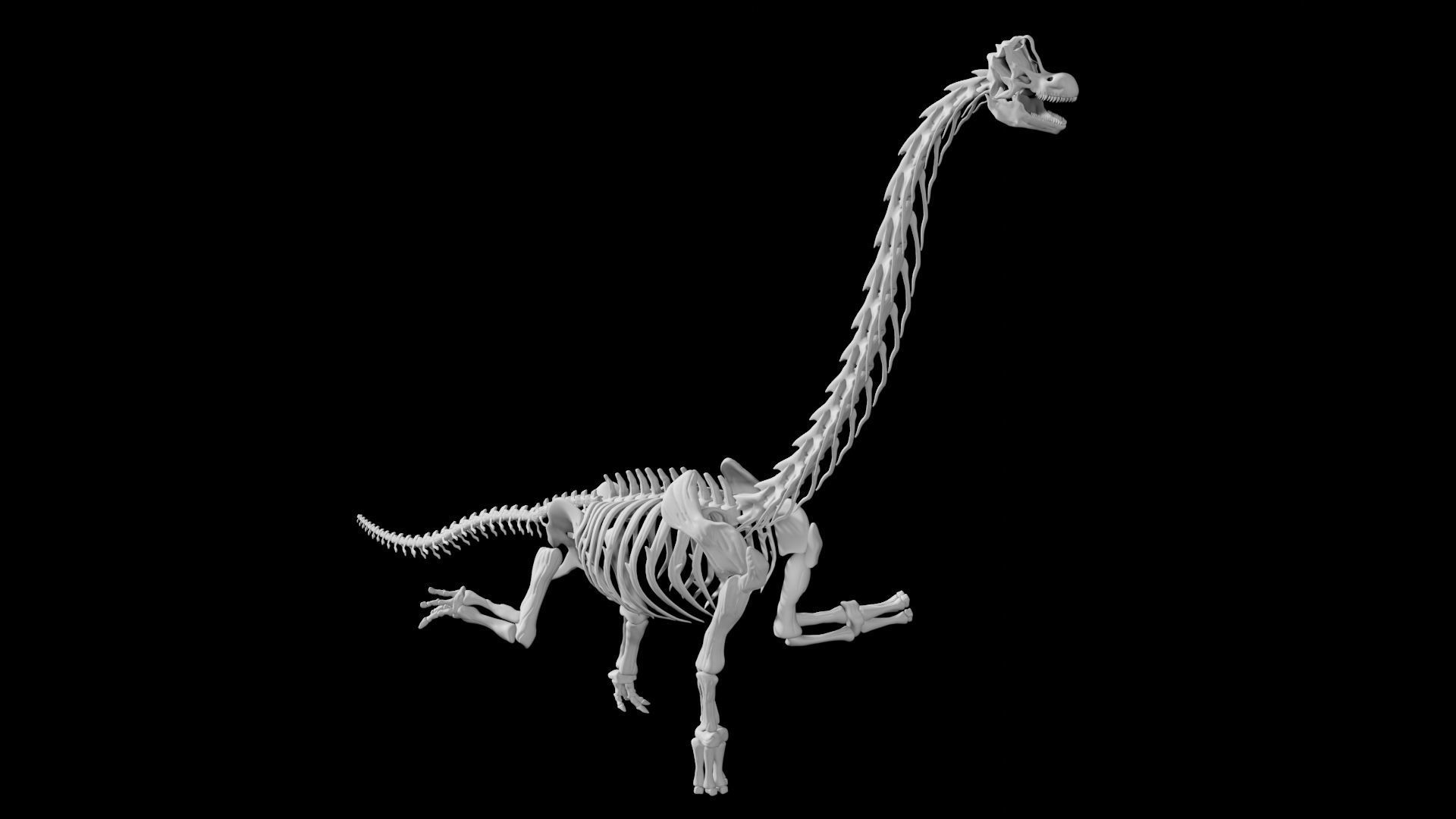Brachiosaurus Skeleton Low-poly 3D model_6